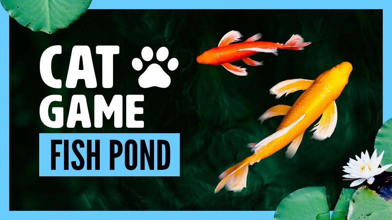 Cat games : Fish pond zen on screen - perfect to entertain a cat or kitten  🐟 