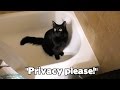 Cats Rule the House! - Moving Pt 2