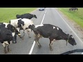 Что не так с этими коровами? Хромые коровы из-под Ивья