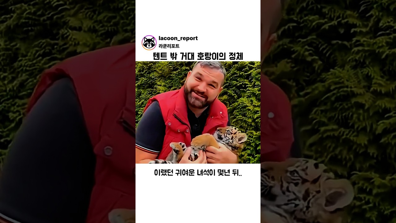 텐트 밖 거대 호랑이의 정체