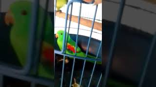 Papuan King Parrot Wikivisually