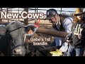 BRANDING NEW COWS - Rodeo Time 219