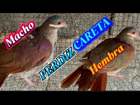 LA PERDIZ CARETA Y SU DIFERENCIAS MACHO Y HEMBRA - YouTube