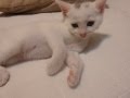 もう、眠いにゃー　ここで寝るにゃー
