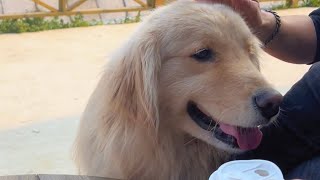 Golden retriever visits a nice cafe