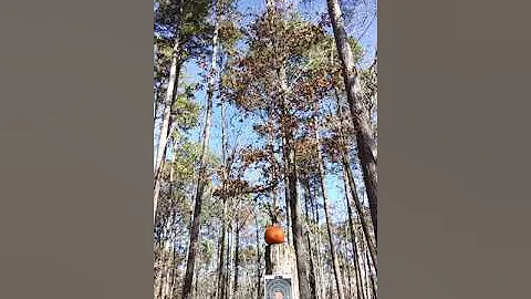 Shooting a pumpkin with a A17hmr