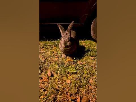 Нашли зайца ночью. Кому зайца? Кролики на свободе! "Некрасовская дача ...