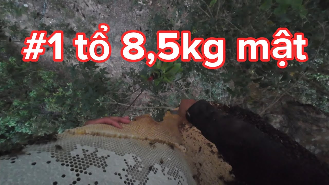 TRÚNG LỚN 1 TỔ 8,5KG MẬT.