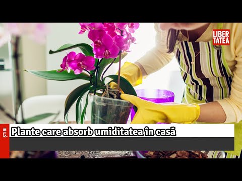 Video: Plante de apartament care absorb umiditatea - Ce sunt plantele care absorb umiditatea