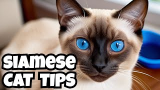 Is a Siamese Cat the Right Pet for You?🐱❤️