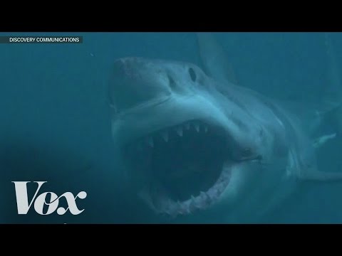 Video: Shark Week: 12 teadaolevaid fakte