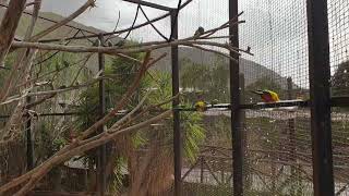 Tenerife Monkey Park - more birdies