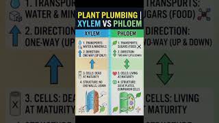 How Plants Drink and Eat – Xylem and Phloem Made Simple