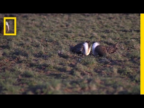 Odd Birds Flirt With Peculiar Noises | National Geographic