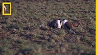 Odd Birds Flirt With Peculiar Noises | National Geographic