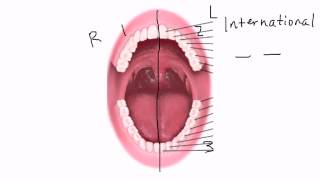 Tooth Numbering Tutorial