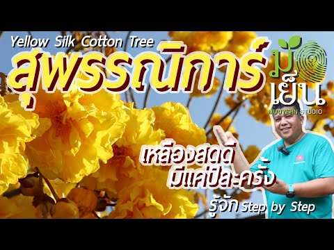 สุพรรณิการ์ ดอกเหลืองสดดี มีแค่ปีละครั้ง ดอกดก ทิ้งใบหมด