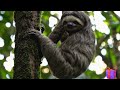 Sloths Have Superpowers?! Here’s What Makes Them So Unique!