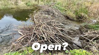 Download Lagu Is the Beaver Dam Finally Open? Let’s See! MP3 Download Lagu Is the Beaver Dam Finally Open? Let’s See! MP3