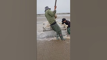 Cách bắt ngao biển