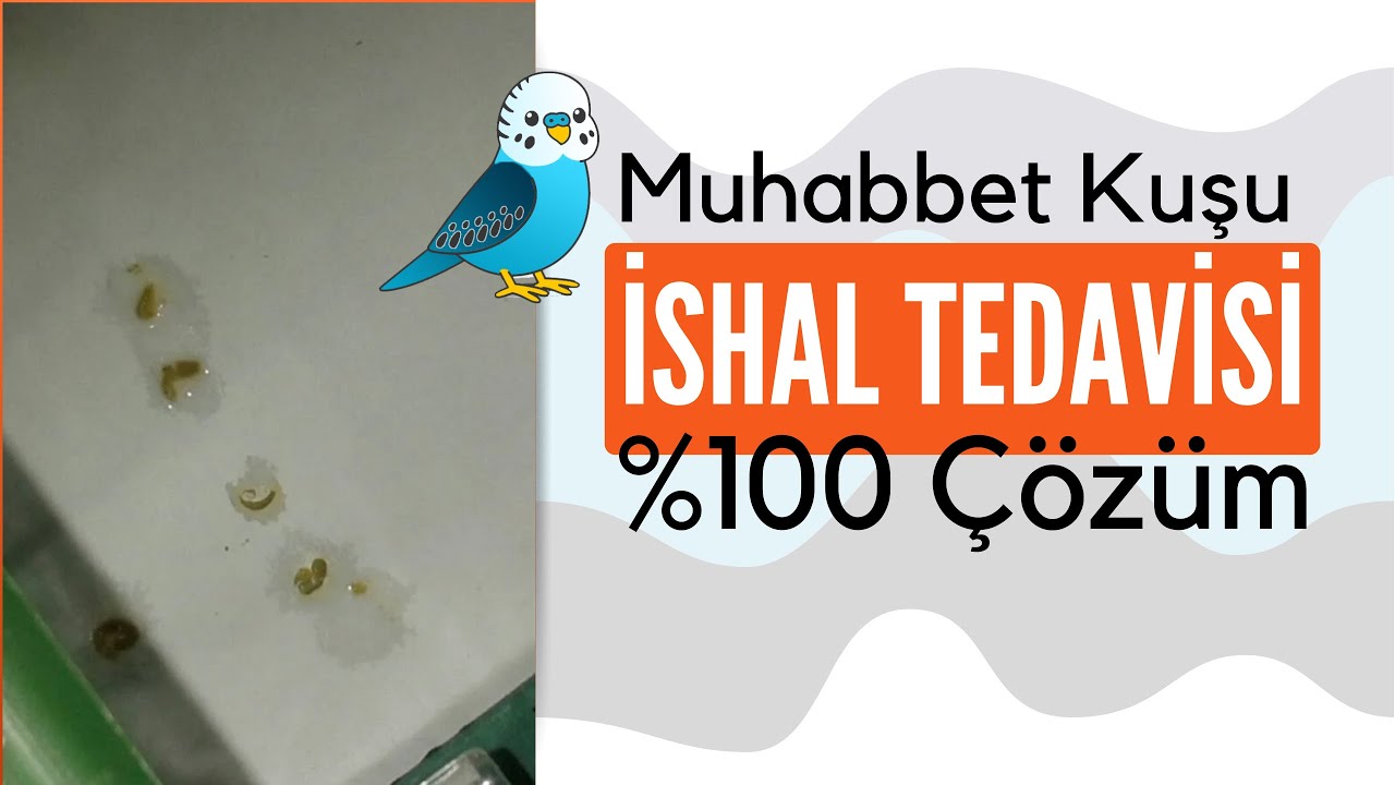 Muhabbet Kuşu İshal Tedavisi
