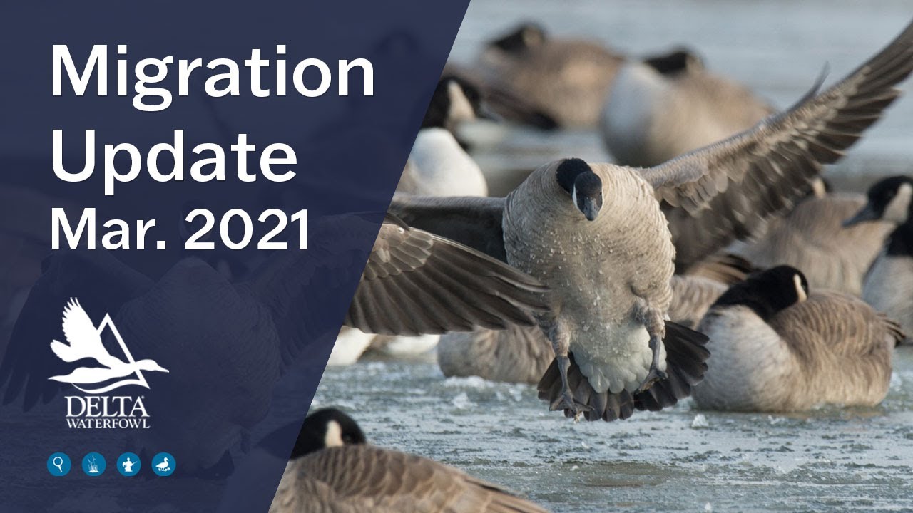 Migration Update, March 2021
