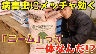 【徹底解説】次世代農業の主役級！ニーム資材って知ってる？無農薬で土壌改良と病害虫抑制が出来るって本当に凄い！！【有機農業にも絶賛オススメ！】