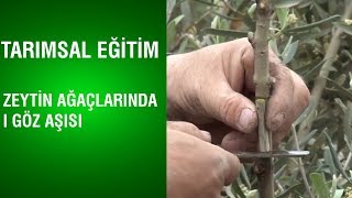 Tarımsal Eğitim - Zeytin Ağaçlarında I Göz Aşısı Resimi