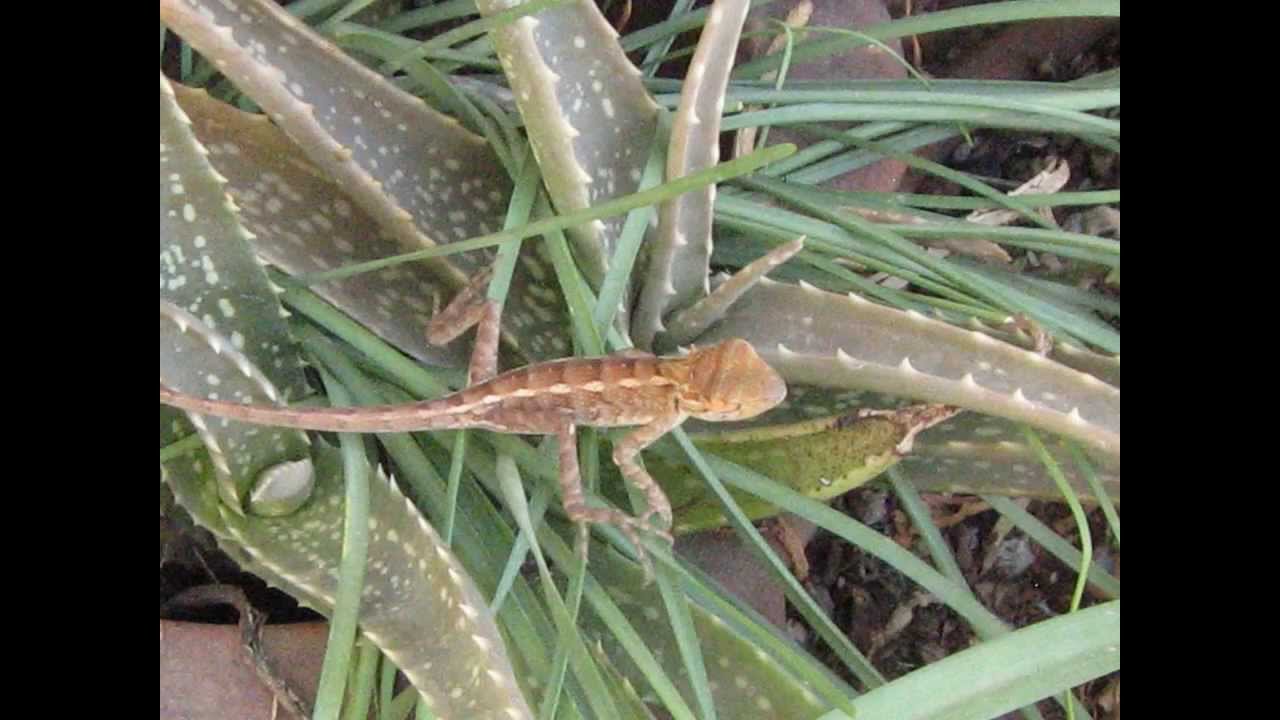 camouflage