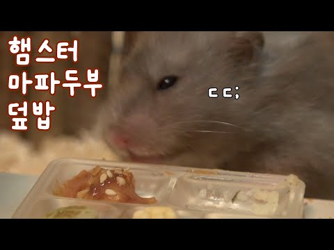 햄스터 마파두부 덮밥 만들어 맥이기 (<strong>햄토피아</strong> 요리키트)