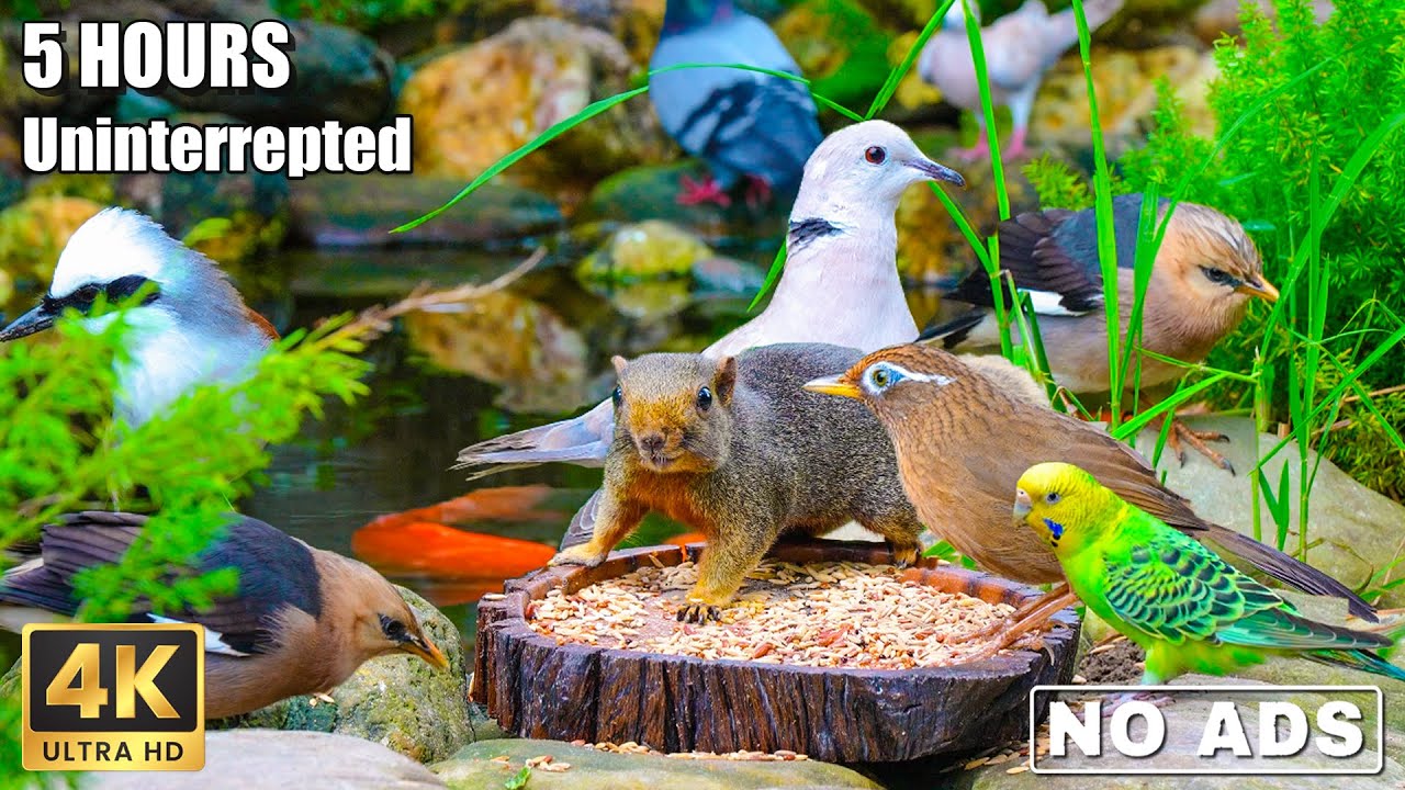 CAT TV NO ADS😺 Squirrel and Bird Watching🐿️ Real Nature Sounds🕊️ 5 ...