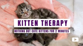 Kitten Therapy: Episode 1 #babyanimals #cute