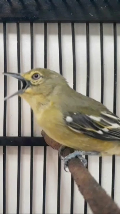 Sirtu jantan memanggil betina #shorts #sirtugacor