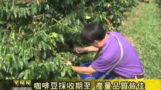 雲林新聞網-古坑咖啡豆採收