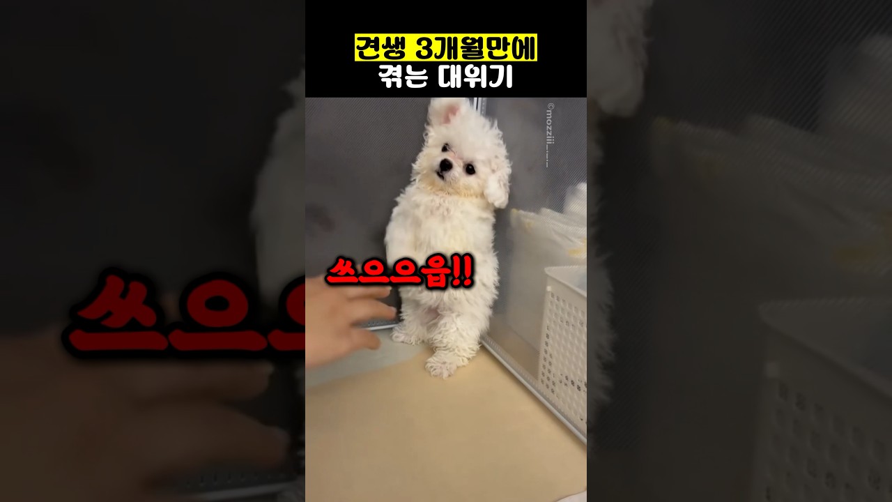 견생 3개월만에 겪는 대위기