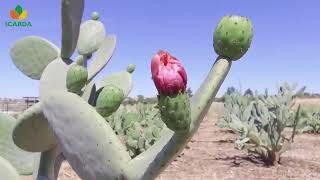 Мировые сельскохозяйственные технологии - Драконий фрукт, выращивание и сбор кактусовых груш