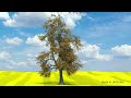 Tree Animation Houdini