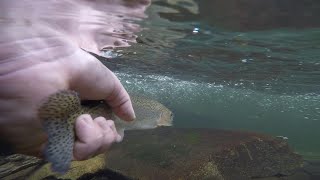 Summertime Fly Fishing in The Smoky Mountains