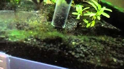 Removing Cyanobacteria by Syphoning