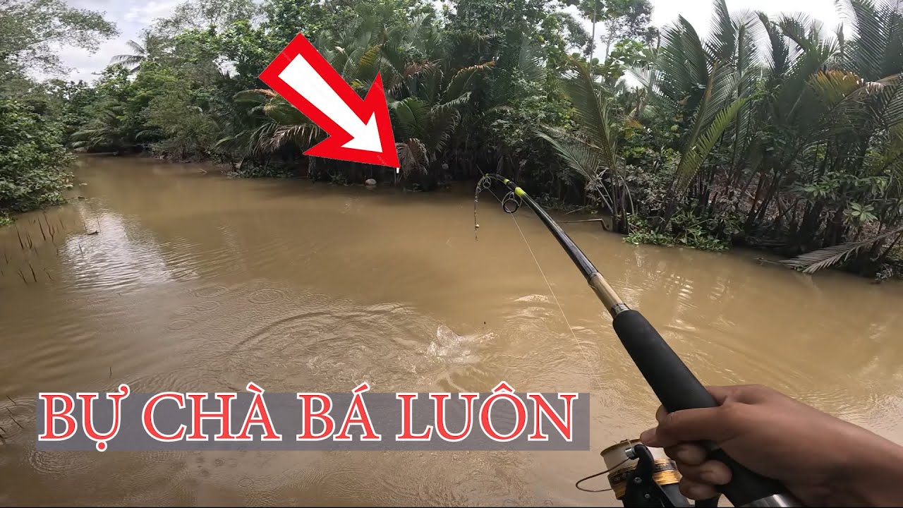 CÂU CÁ SÔNG NHỎ DÍNH CON CÁ TRA CHÀ BÁ