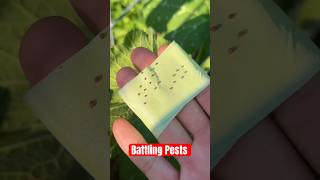 This is how we deal with an abundance of pests 🪲🐛✨#garden #farmlife #pestcontrol