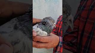 27 Saal Ka ye Kabutar Kaun Kaun Pasand Karega by Bhopal Pigeons 626 views 1 month ago 1 minute, 24 seconds