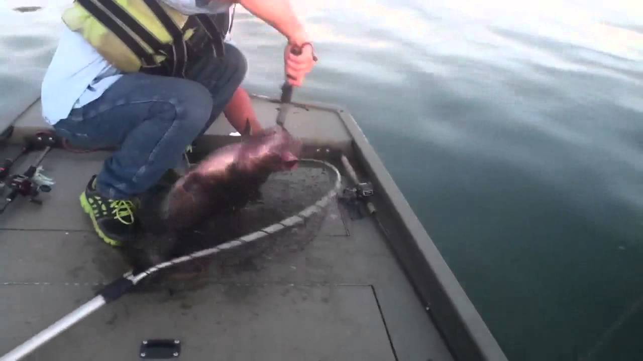 Lake Champlain 20 lb catfish YouTube