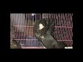 Jacobin Fancy Pigeon#shorts#ytshorts#shortsfeed#birds#