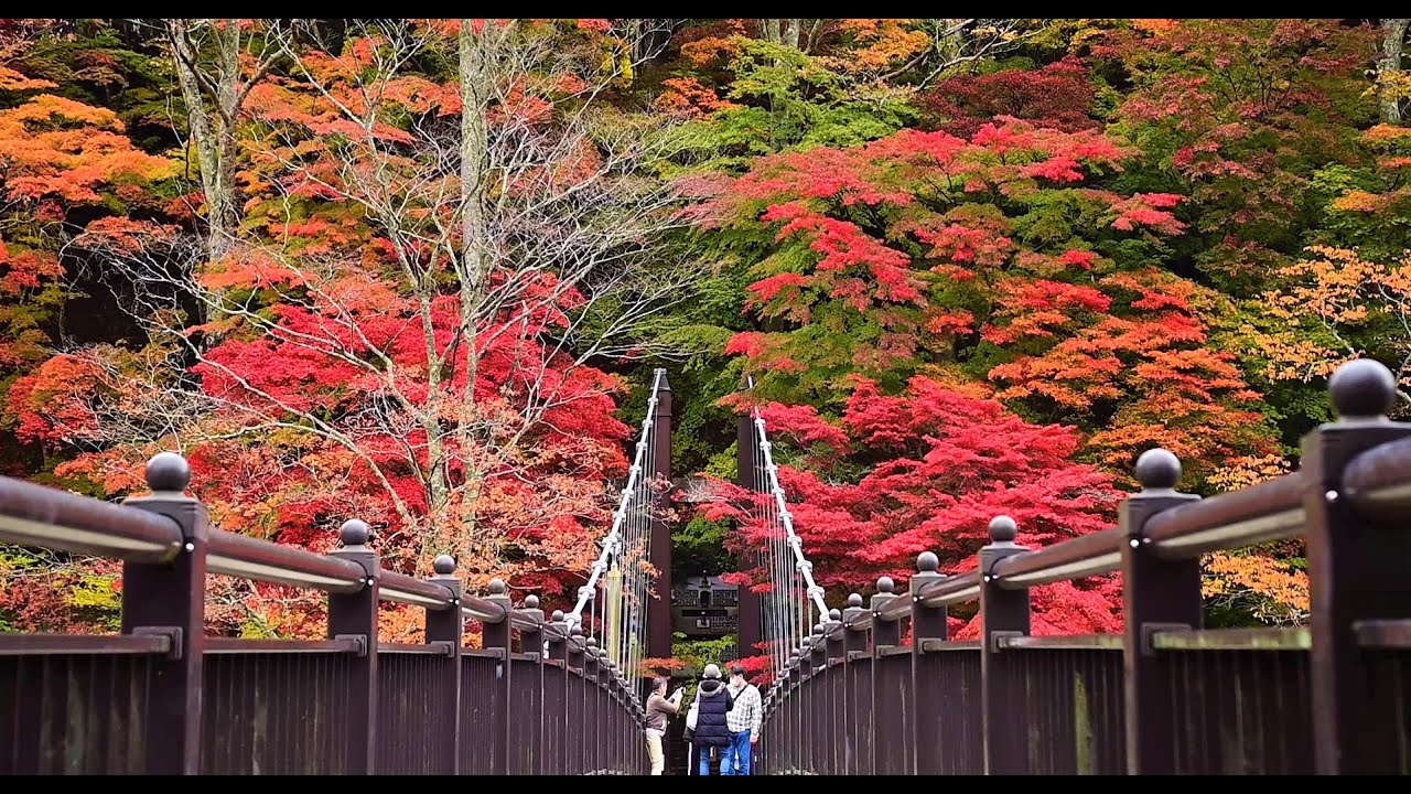 錦まとう 紅の吊橋 那須塩原 塩原温泉街で紅葉見頃 動画 地域の話題 動画 県内主要 下野新聞 Soon ニュース とちぎの紅葉 下野新聞 Soon スーン 錦まとう 紅の吊橋 那須塩原 塩原温泉街で紅葉見頃 動画 地域の話題 動画 県内主要 下野新聞 Soon ニュース とちぎの紅葉 下野新聞 Soon スーン