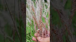 Imperata Cylindrica - Meadow