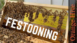 Festooning Bees in the Orange Hive | Aussiebeekeeping | 22-9-2200
