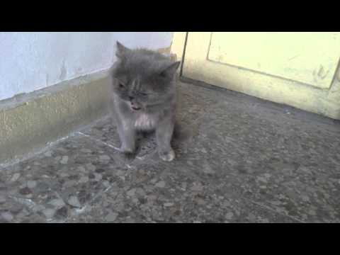 Persian cat-სპარსული კატა