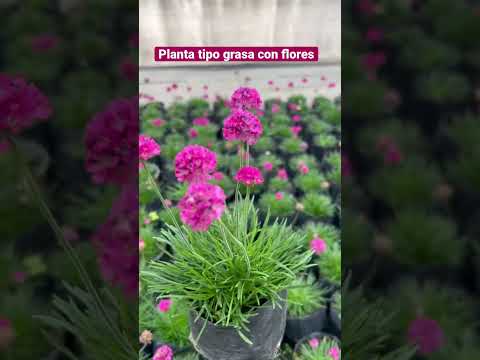 Video: Plants For Prairie Gardens - Cultivo y cuidado de los jardines de la pradera