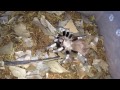 Tarantula Feeding Video #8 ~ Did I Crush That Roach Too ???
